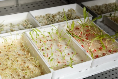 Containers with different sprouted seeds in germinator. Laboratory research