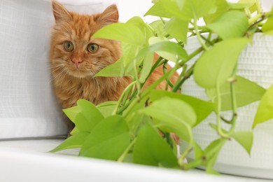 Photo of Adorable cat near green houseplant on white table at home