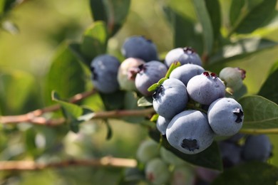 Photo of Wild blueberries growing outdoors, closeup. Seasonal berries