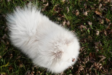 Cute fluffy Pomeranian dog on green grass outdoors, above view. Lovely pet