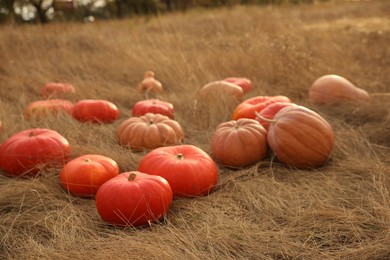 Photo of Ripe orange pumpkins among dry grass in field