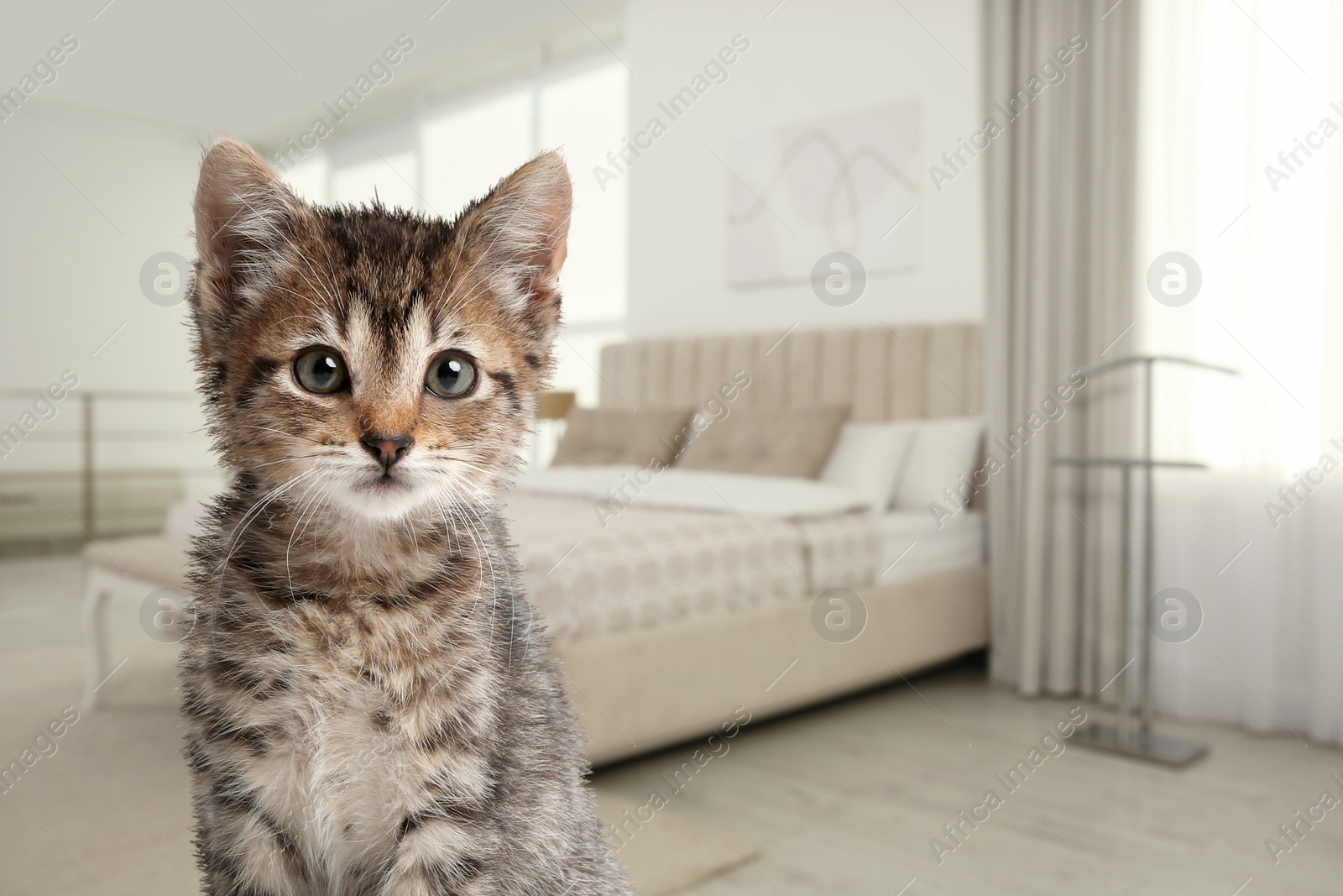 Image of Cute kitten in room, space for text. Pet friendly hotel