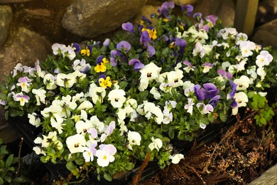 Photo of Beautiful bright pansy flowers growing outdoors, closeup