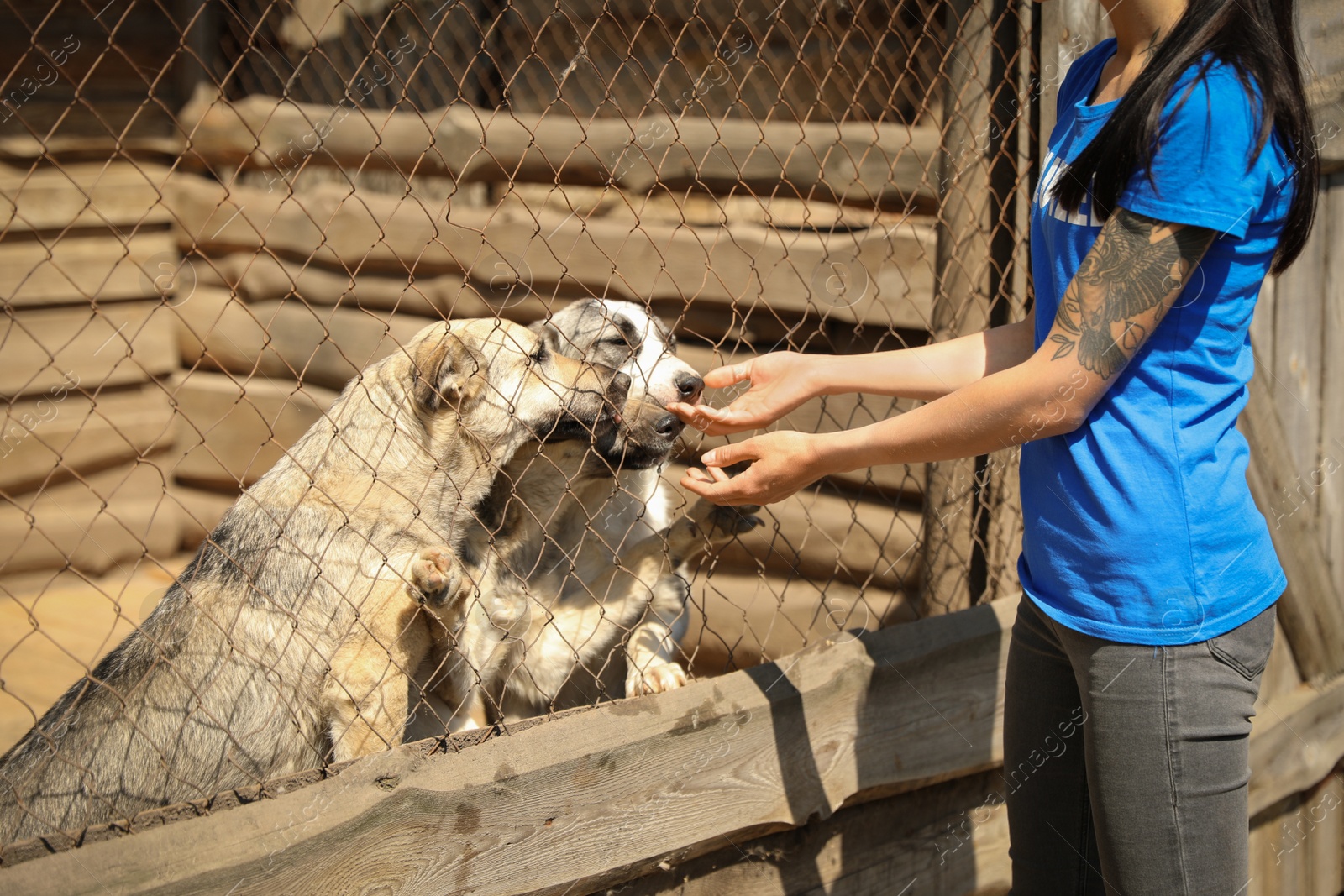 Photo of Woman near cage with homeless dogs in animal shelter, closeup. Concept of volunteering