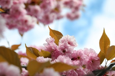 Beautiful pink flowers of blossoming sakura tree against blue sky, closeup