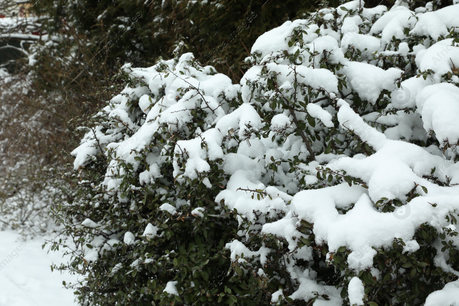 Photo of Green bushes covered with snow outdoors on winter day