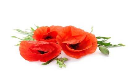 Beautiful fresh poppy flowers with leaves isolated on white