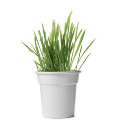 Photo of Fresh wheat grass in pot isolated on white