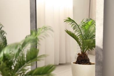 Tropical plant with green leaves near mirror indoors