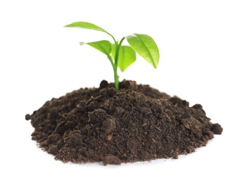 Photo of Young seedling in fertile soil on white background