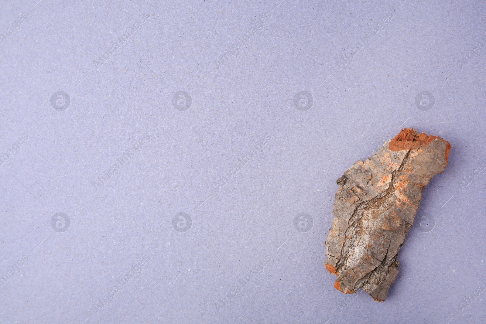 Photo of Tree bark piece on light blue background, top view. Space for text