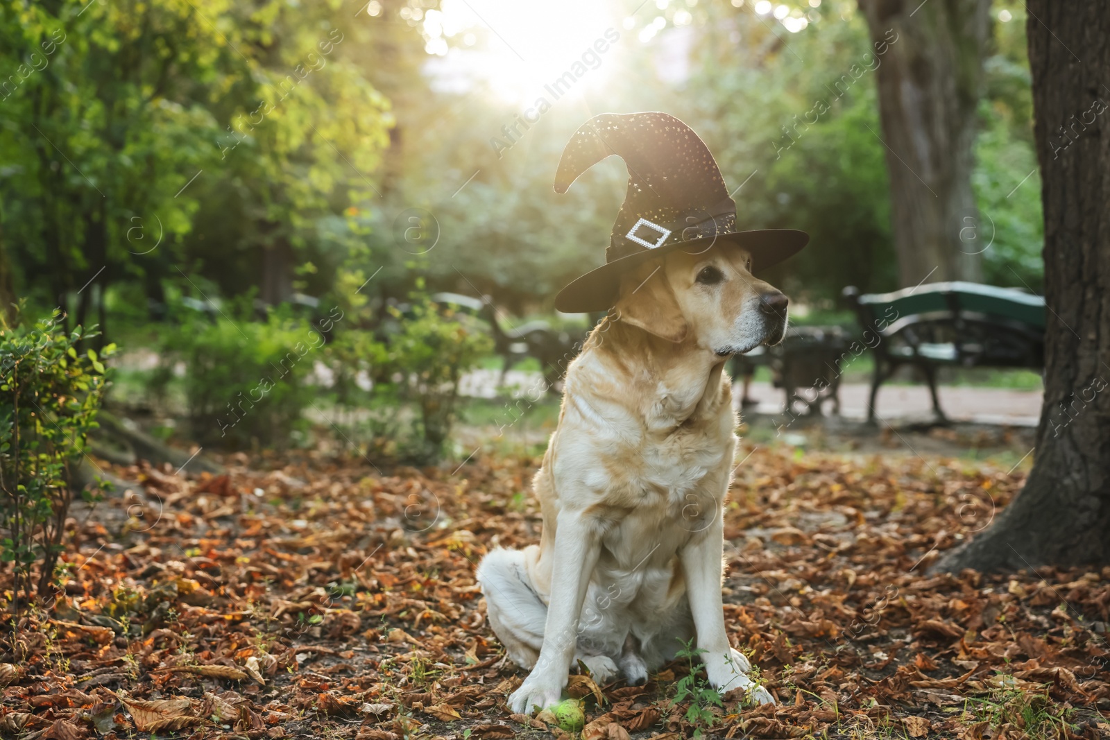Photo of Cute Labrador Retriever dog wearing wizard hat f in autumn park on Halloween