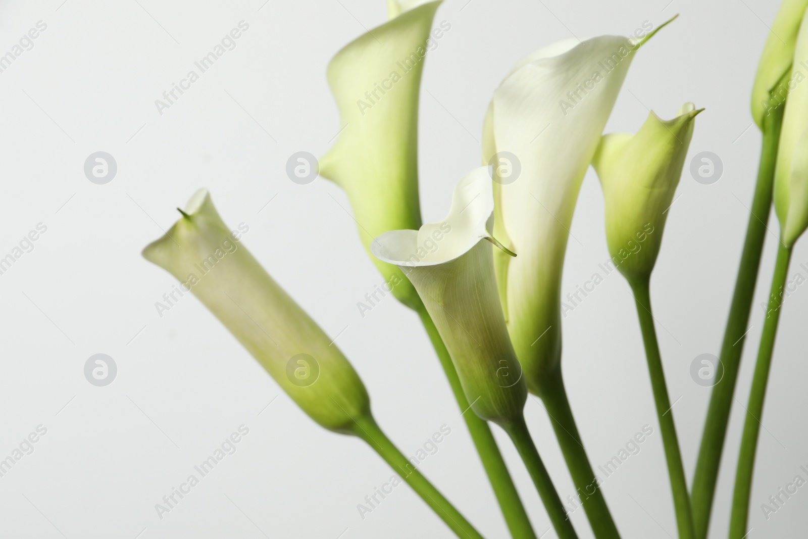 Photo of Beautiful calla lily flowers on white background, closeup