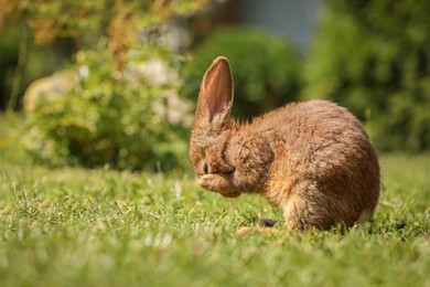 Photo of Cute fluffy rabbit on green grass outdoors. Space for text