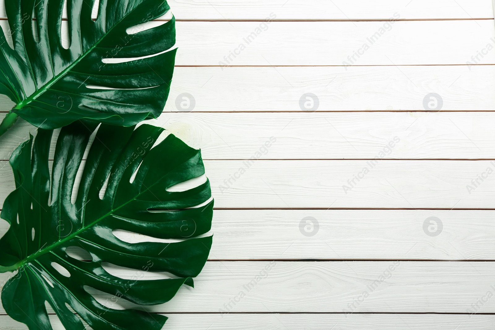 Photo of Beautiful monstera leaves on white wooden background, flat lay with space for text. Tropical plant