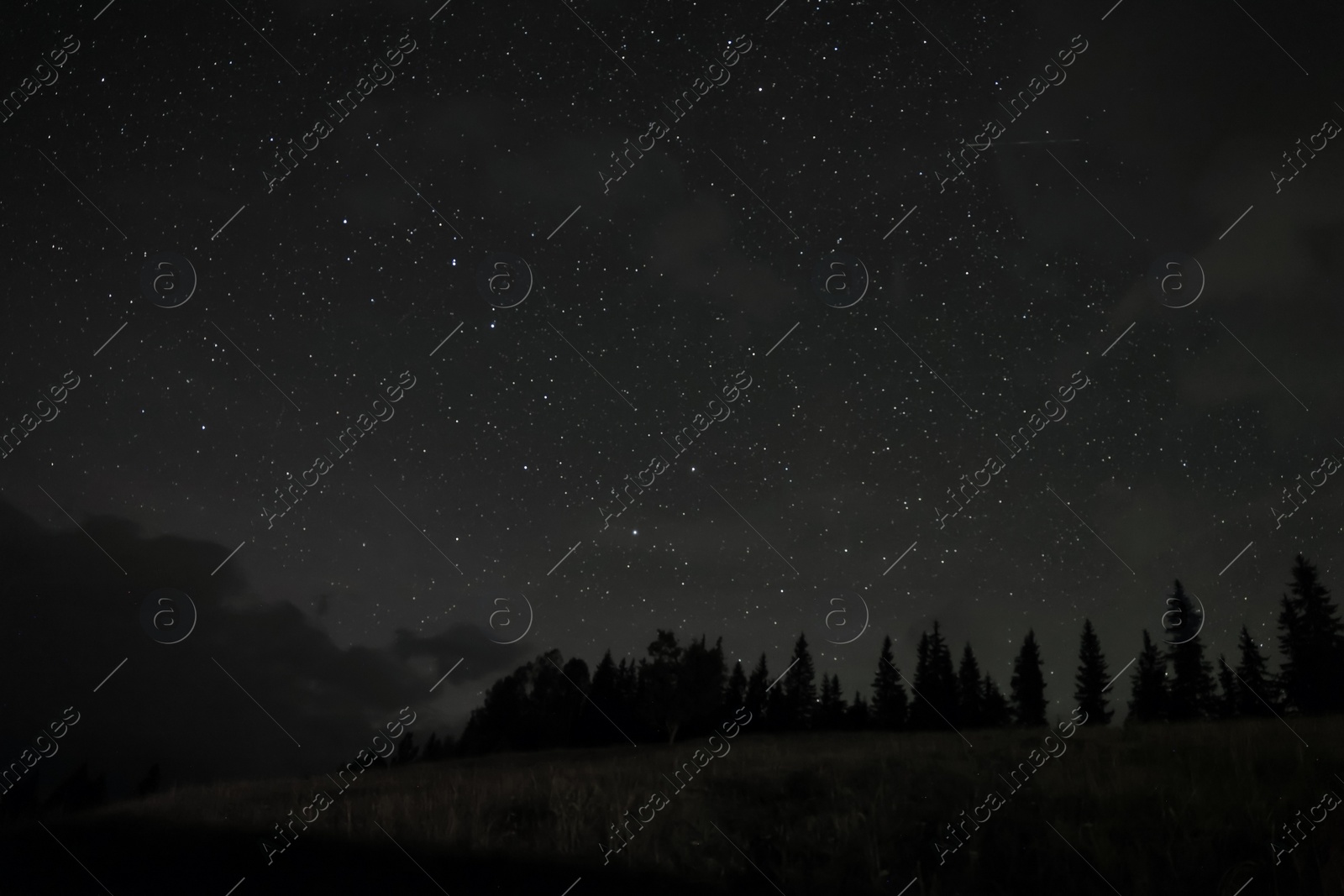 Photo of Picturesque view of forest and beautiful starry sky at night