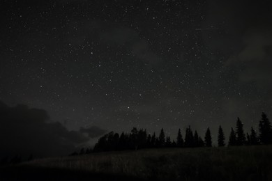 Photo of Picturesque view of forest and beautiful starry sky at night