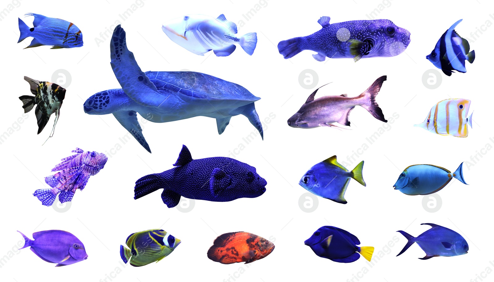 Image of Set of beautiful tropical fishes and turtle on white background