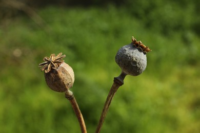 Photo of Dry poppy heads on blurred background closeup