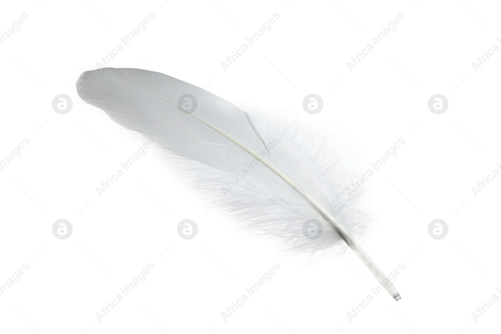 Photo of Beautiful white bird feather isolated on white