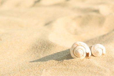 Photo of Beautiful seashells on sandy beach, closeup. Space for text