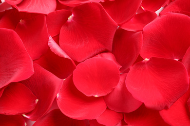 Photo of Fresh red rose petals as background, closeup