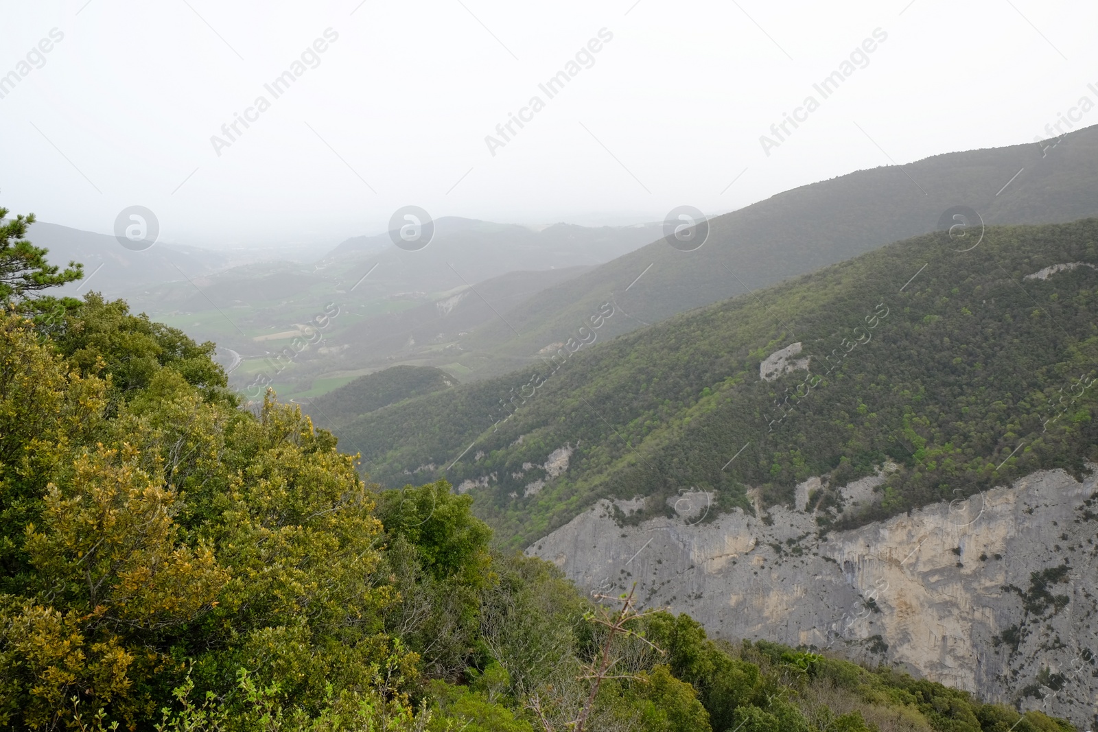 Photo of Picturesque view of green forest in mountains