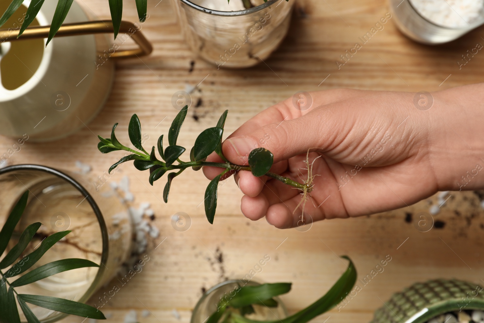 Photo of Woman holding house plant above wooden table, top view