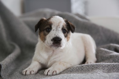 Photo of Cute little puppy lying on grey plaid