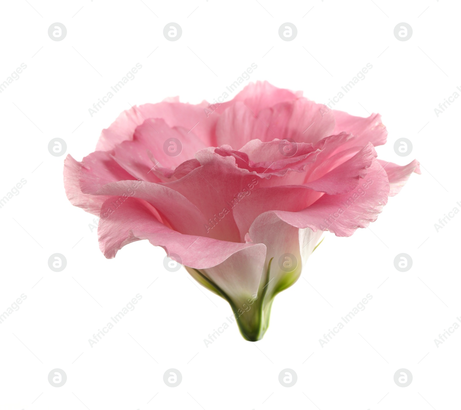 Photo of Beautiful fresh Eustoma flower on white background