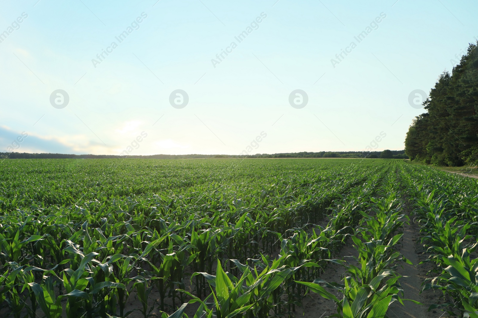 Photo of Beautiful agricultural field with green corn plants on sunny day