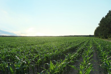 Photo of Beautiful agricultural field with green corn plants on sunny day