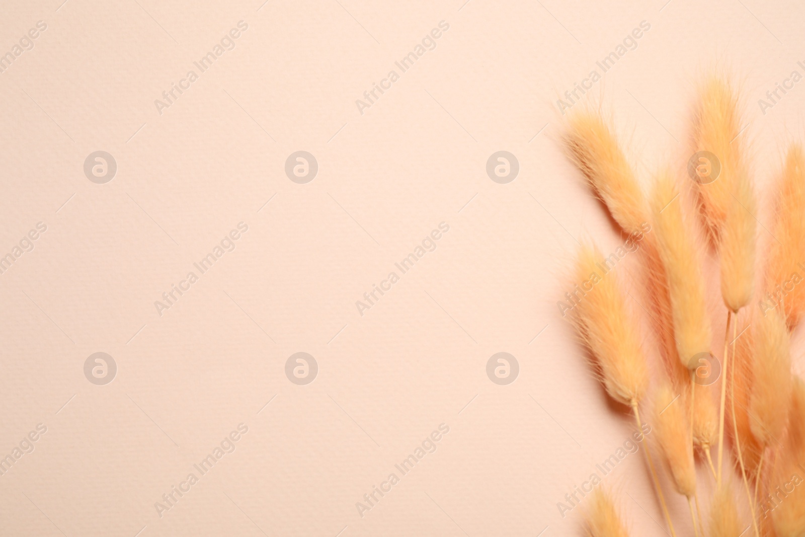 Photo of Bouquet of dried flowers on beige background, flat lay. Space for text