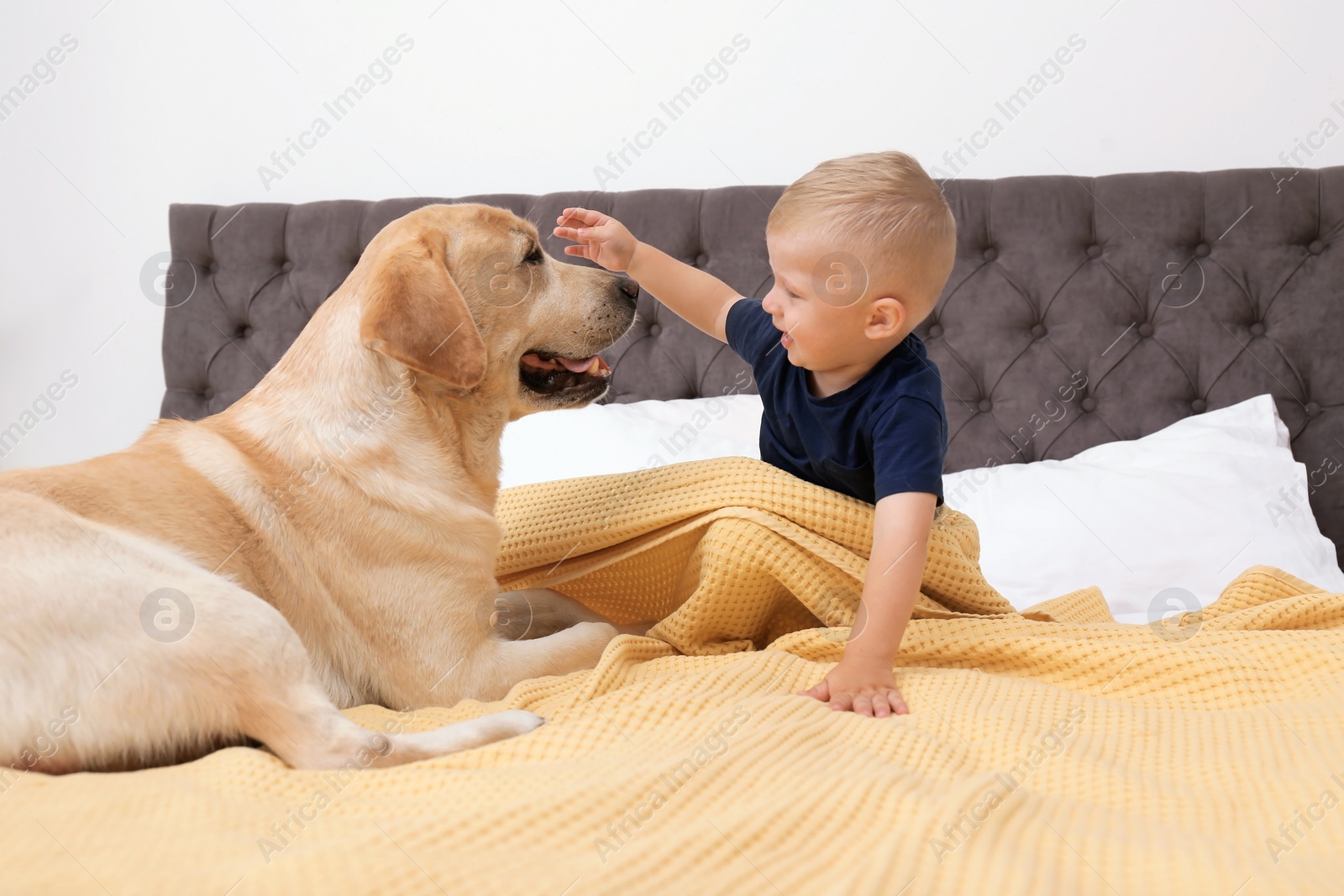 Photo of Adorable yellow labrador retriever and little boy on bed at home