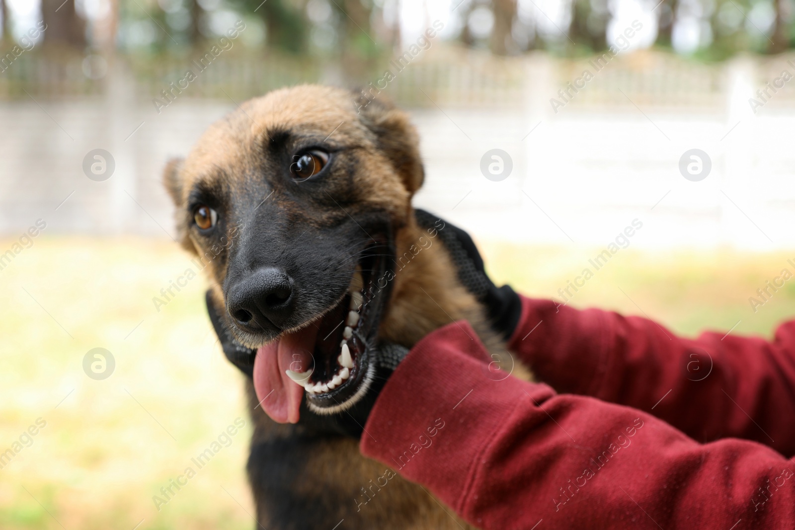 Photo of Female volunteer with homeless dog at animal shelter outdoors