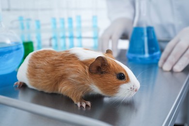 Photo of Guinea pig and laboratory glassware on table. Animal testing