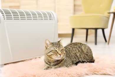 Cute tabby cat near electric heater at home