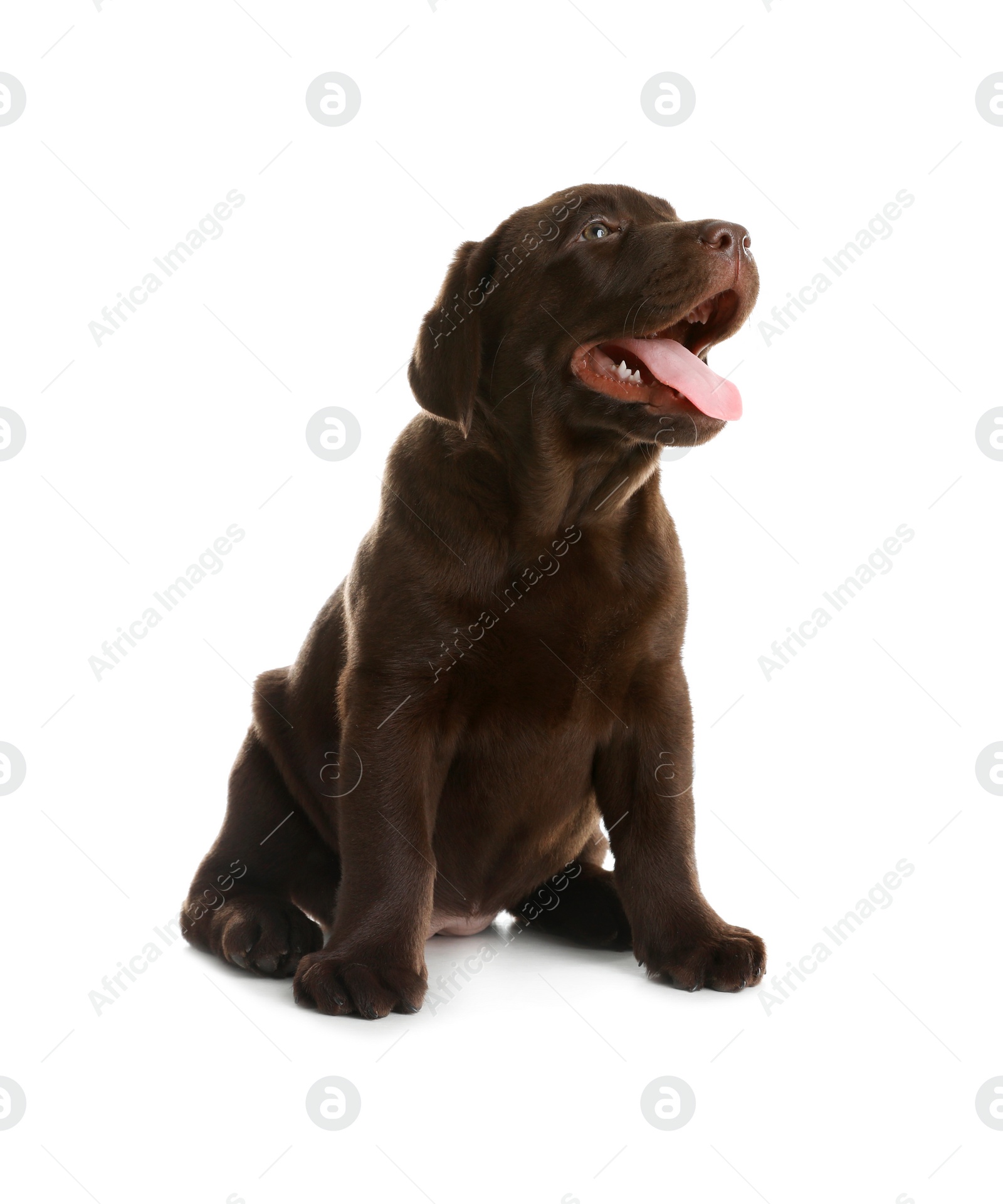 Photo of Chocolate Labrador Retriever puppy on white background