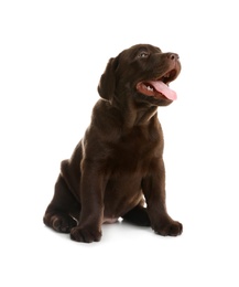 Chocolate Labrador Retriever puppy on white background