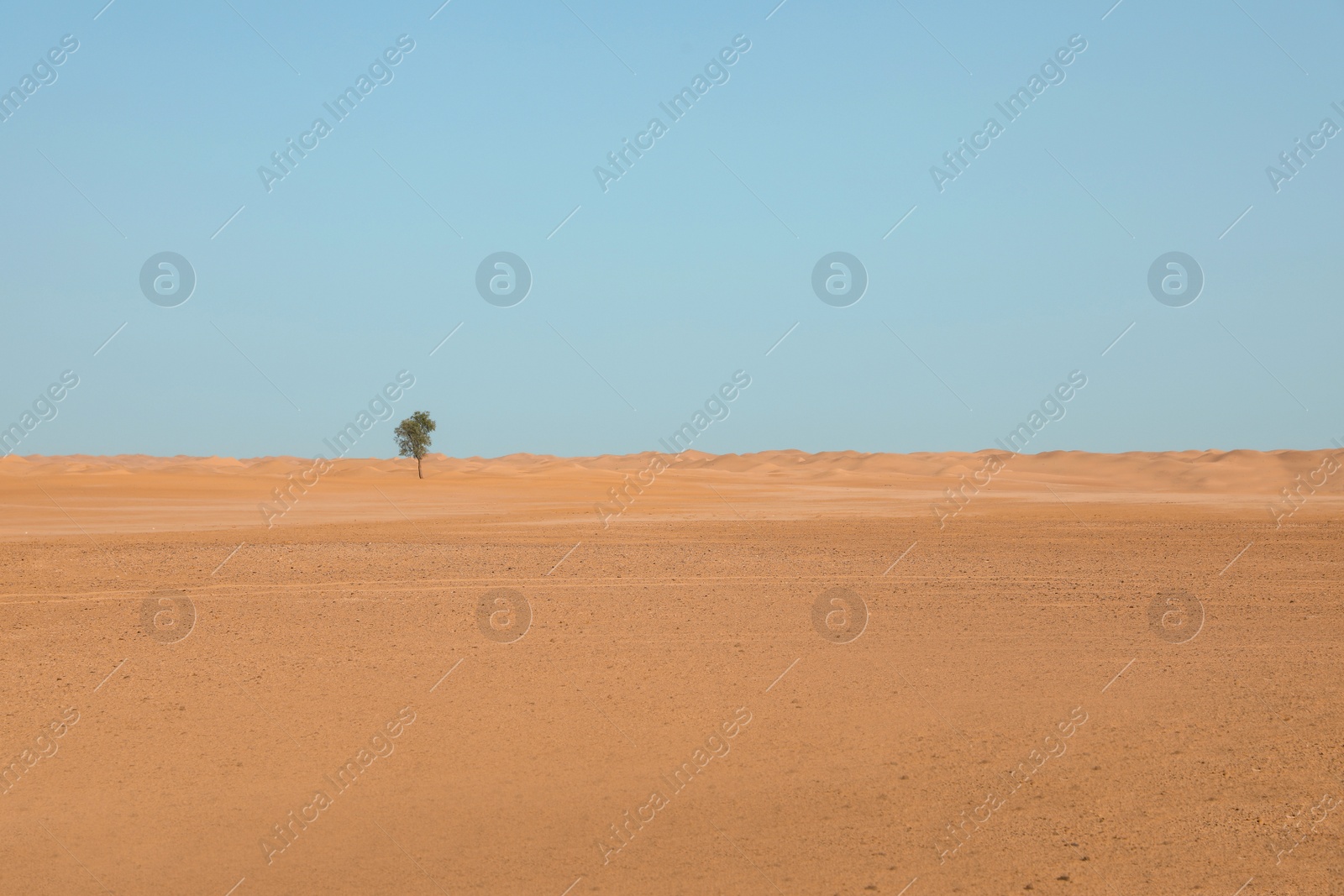 Photo of Beautiful landscape with lonely tree in sandy desert