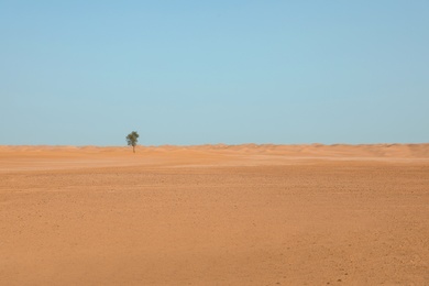 Beautiful landscape with lonely tree in sandy desert