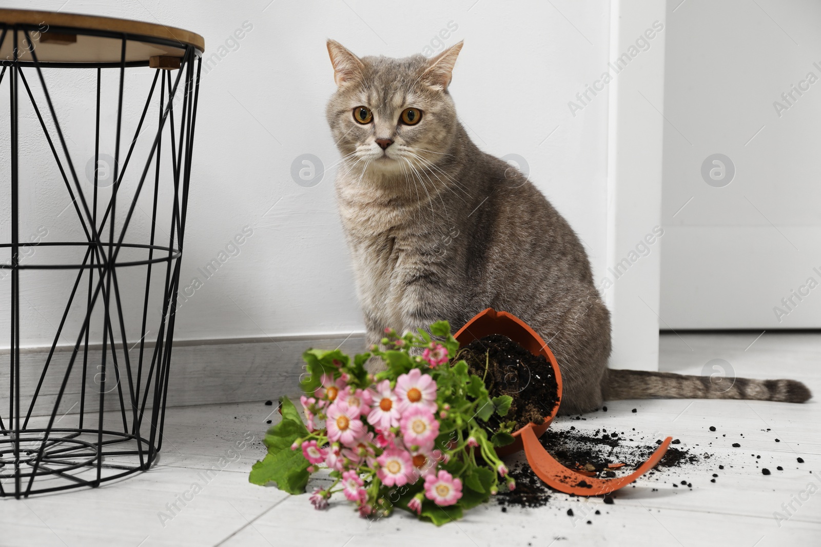 Photo of Cute cat, broken flower pot with cineraria plant on floor indoors