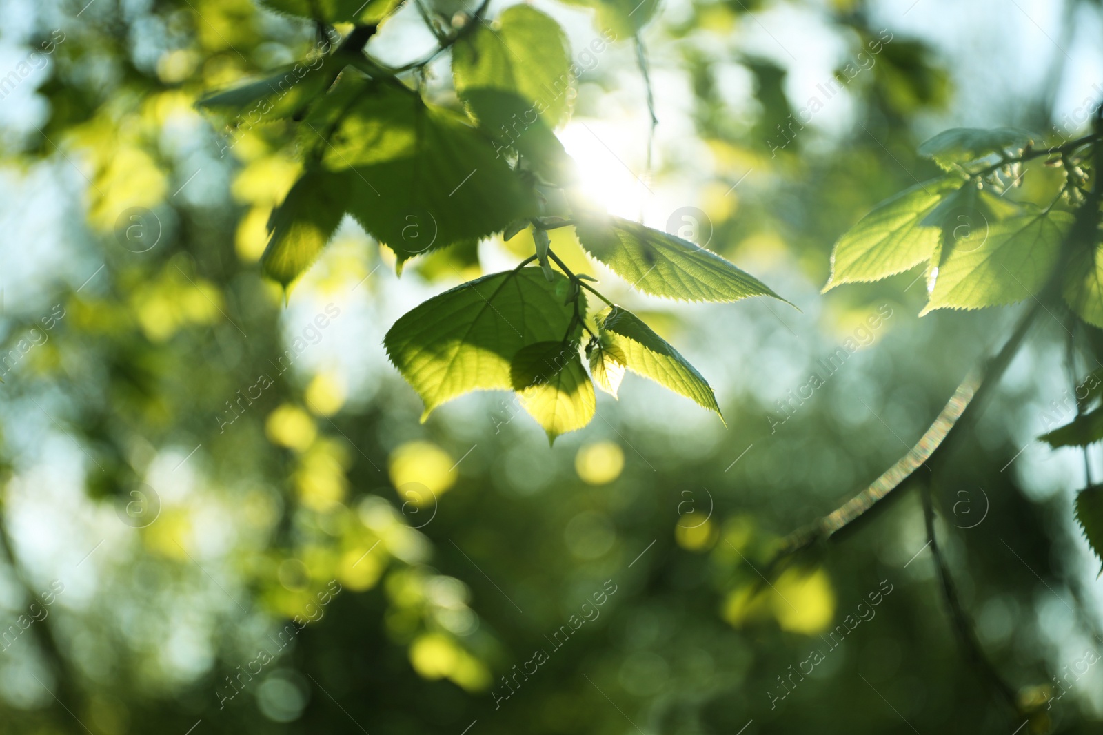 Photo of Tree branches with green leaves on sunny day