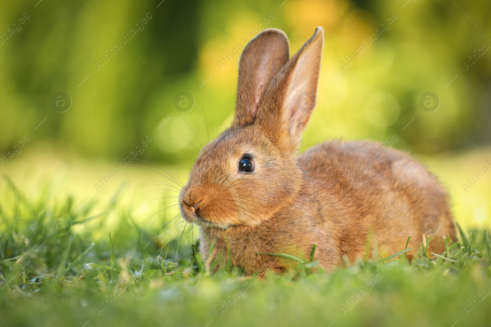 Photo of Cute fluffy rabbit on green grass outdoors. Space for text