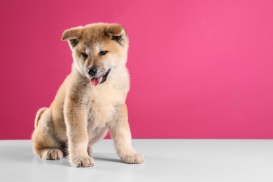 Photo of Adorable Akita Inu puppy on pink background, space for text