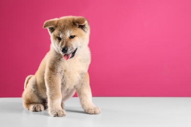 Adorable Akita Inu puppy on pink background, space for text