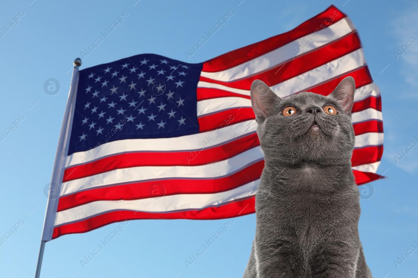 Image of Cute cat and national flag of United States of America against blue sky