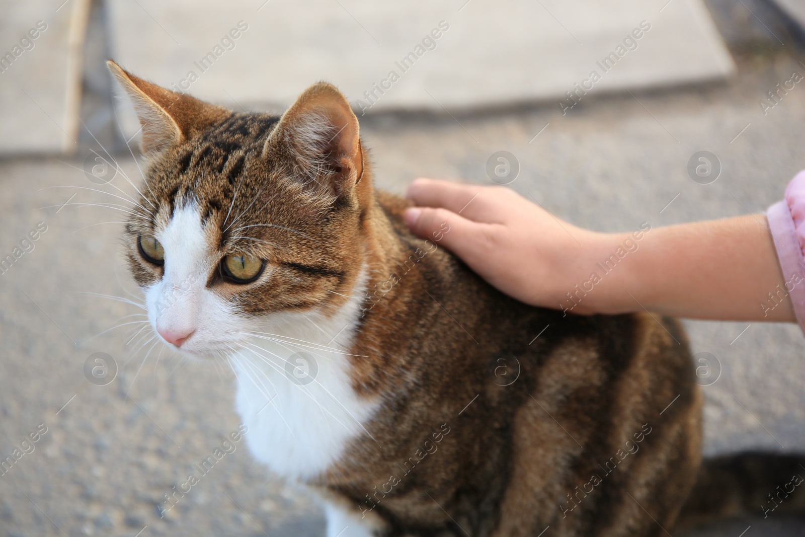 Photo of Child stroking stray cat outdoors, closeup. Homeless animal