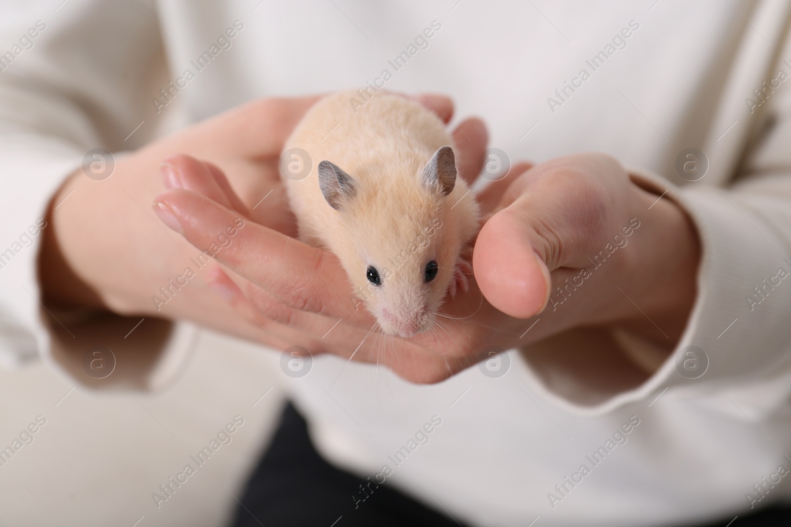Photo of Woman holding cute little hamster, closeup view