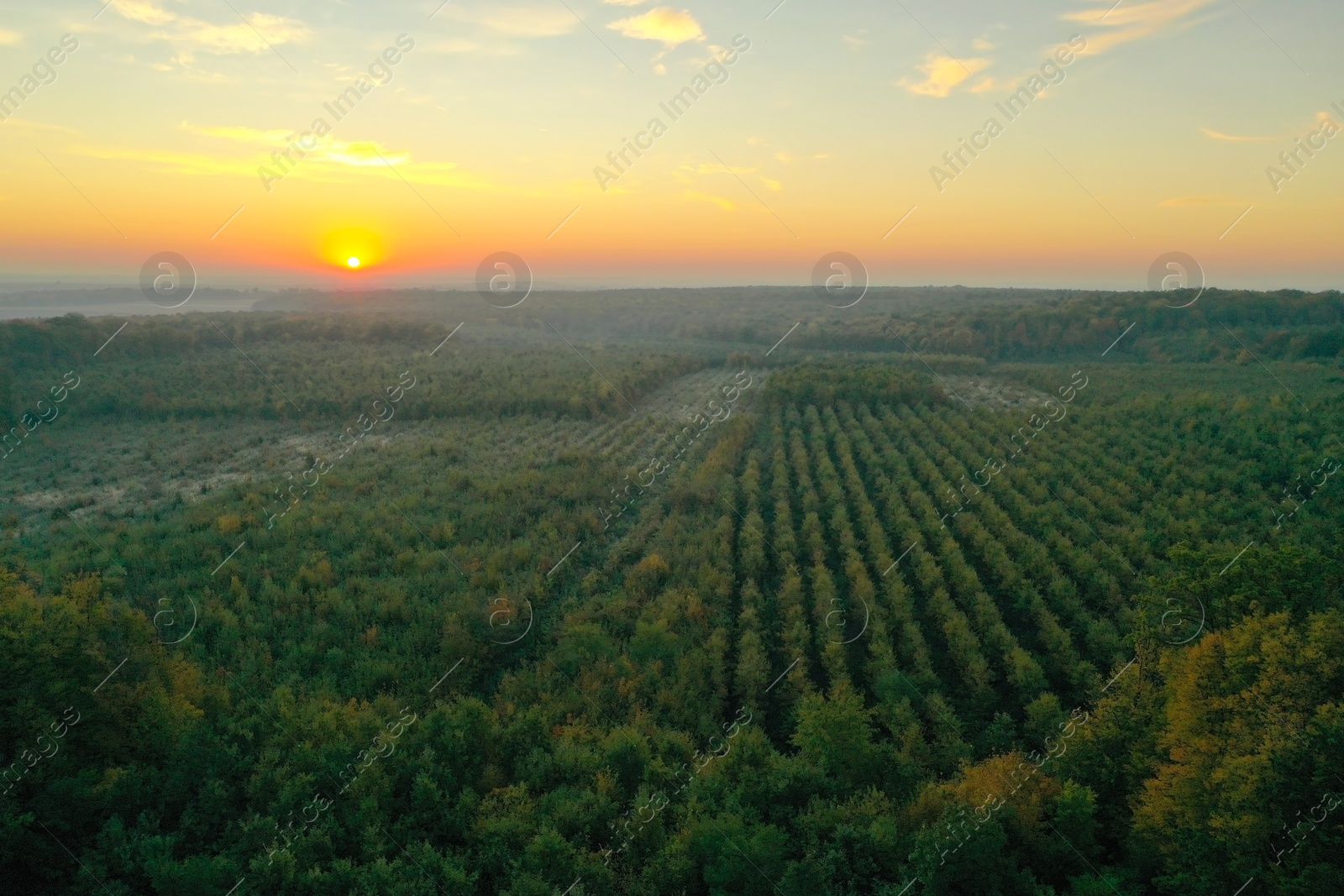 Photo of Aerial view of beautiful green autumn forest at sunset